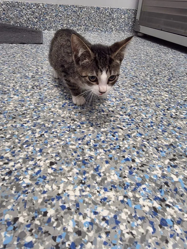 A baby small-sized female Domestic Short Hair cat named Jade for adoption in Angola, IN