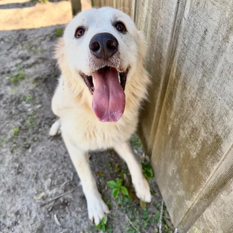 An adult large-sized male Mixed Breed dog named Yeti for adoption in Milton, FL