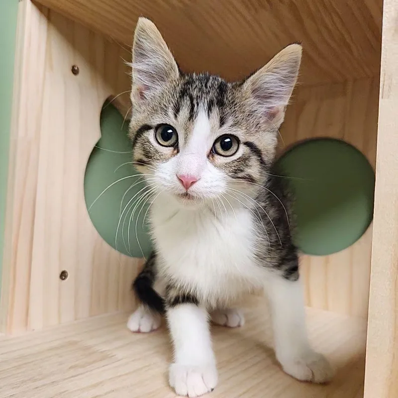 A baby medium-sized male Domestic Short Hair cat named Patrick Star for adoption in Liberty, MO