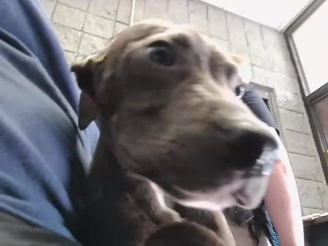 A young small-sized male Pit Bull Terrier dog named 1 for adoption in Tulsa, OK