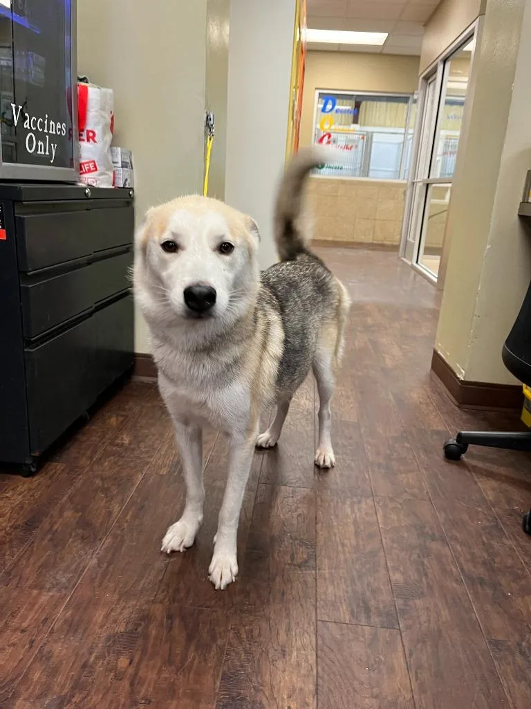 A young large-sized female Husky dog named Dog Kennel  Kanga for adoption in Greenville, TX