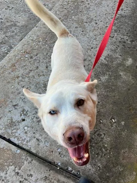 An adult medium-sized male White / Cream Husky dog named Ozzie for adoption in Yukon, OK