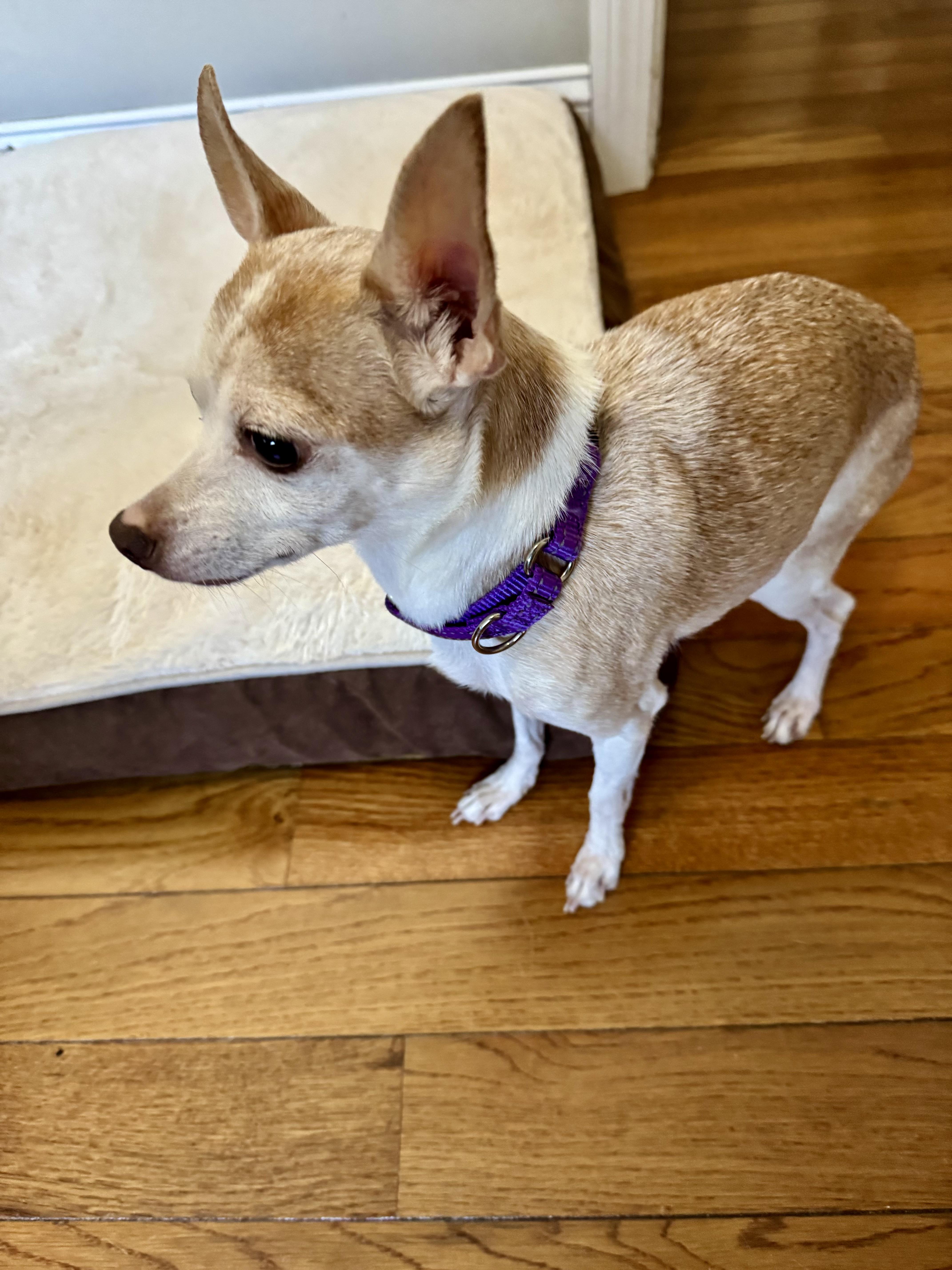 Christie thumbnail 4