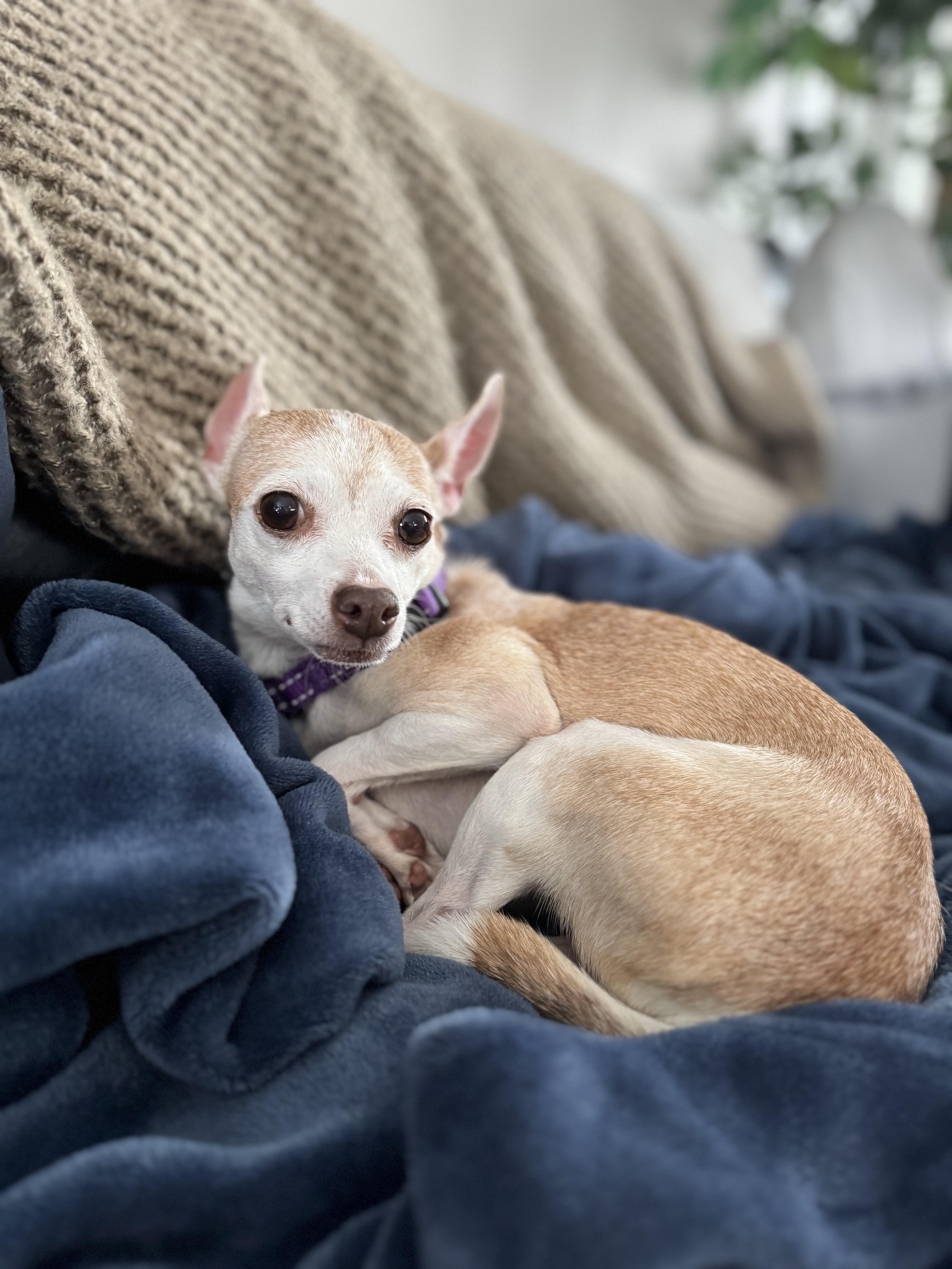 Christie thumbnail 6