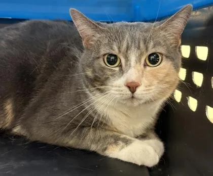 An adult small-sized female Domestic Short Hair cat named Ming Ming for adoption in West Chester, PA