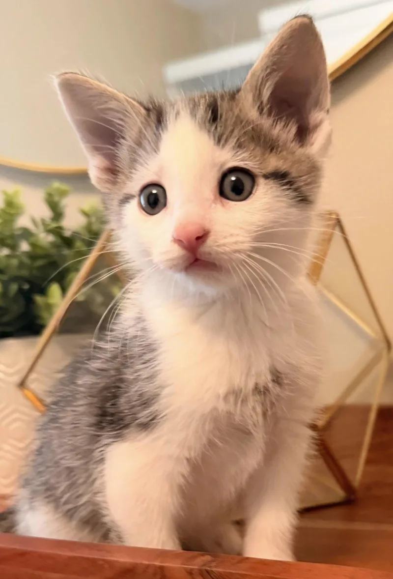 A baby medium-sized male Domestic Short Hair cat named Olaf for adoption in Campbell, CA