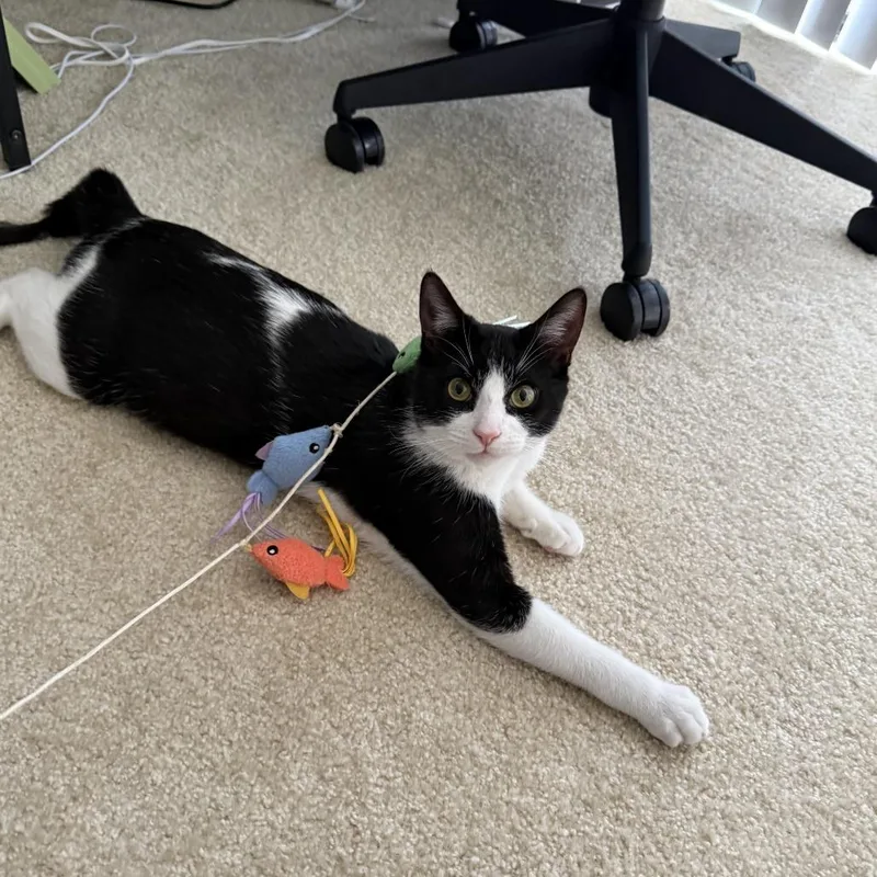 A young medium-sized male Black Domestic Short Hair cat named Eros for adoption in Los Angeles, CA
