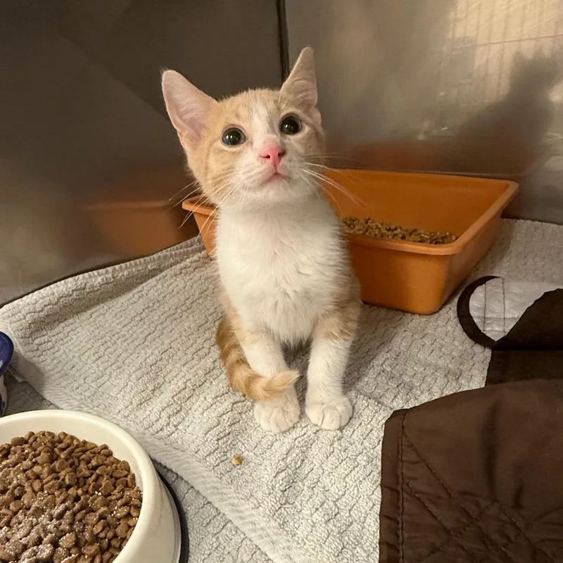 A baby small-sized male Buff / Tan / Fawn Domestic Short Hair cat named Doodlebob for adoption in Lake Panasoffkee, FL