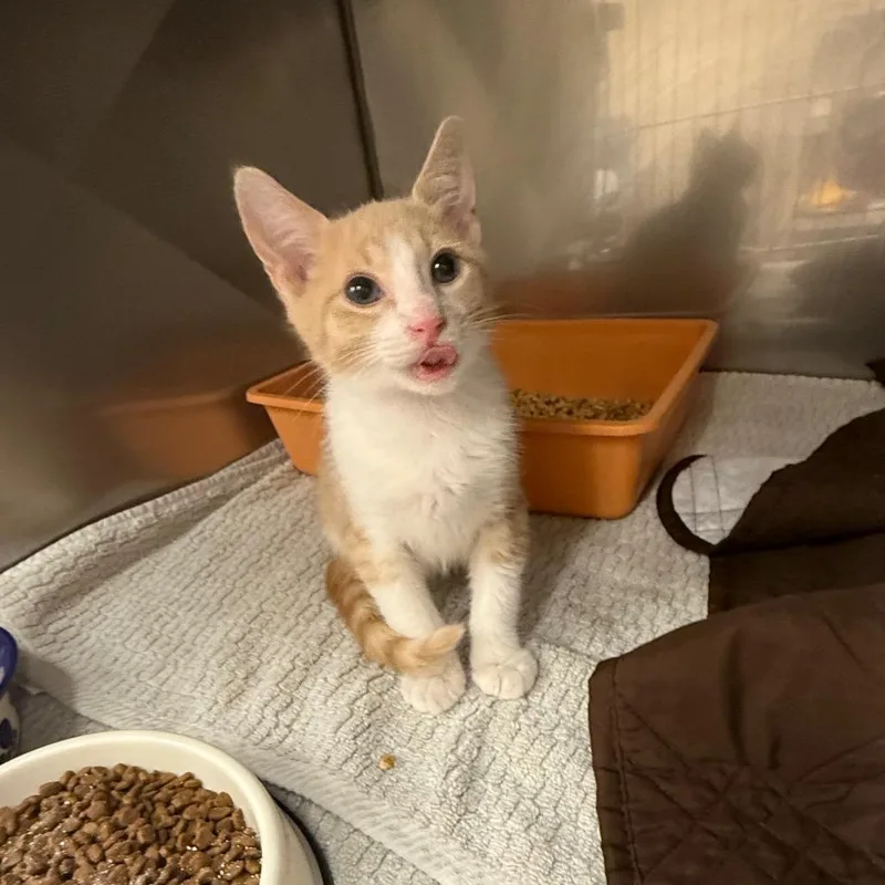 Doodlebob thumbnail 2