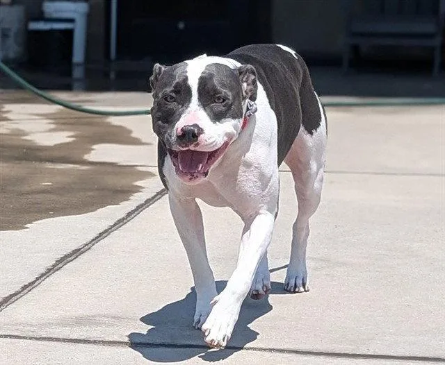 An adult large-sized female Pit Bull Terrier dog named Wilma for adoption in Fort Collins, CO