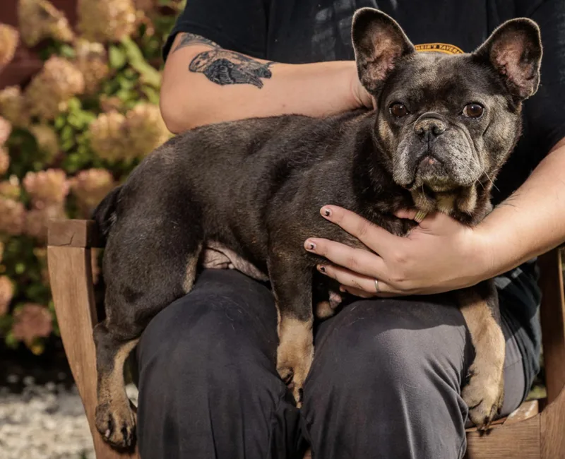 A young small-sized female French Bulldog dog named Pebbles for adoption in Chester Springs, PA