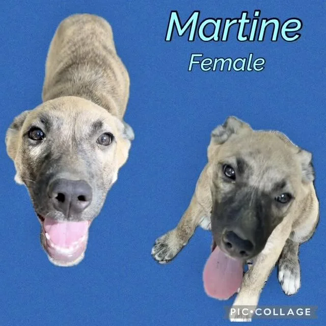 Martine