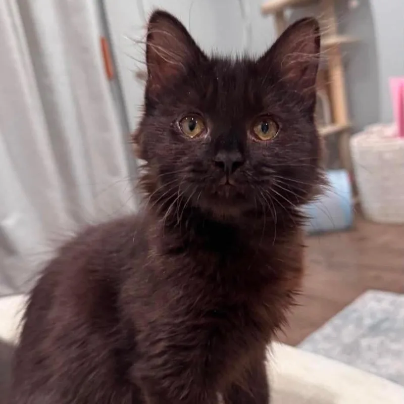 A baby small-sized female Domestic Long Hair cat named Bo for adoption in Forest Park, IL