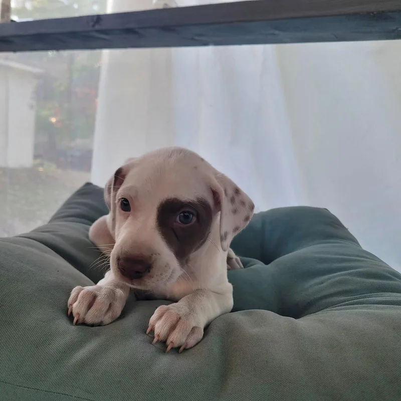 A baby medium-sized female Pit Bull Terrier dog named Raven for adoption in New London, WI