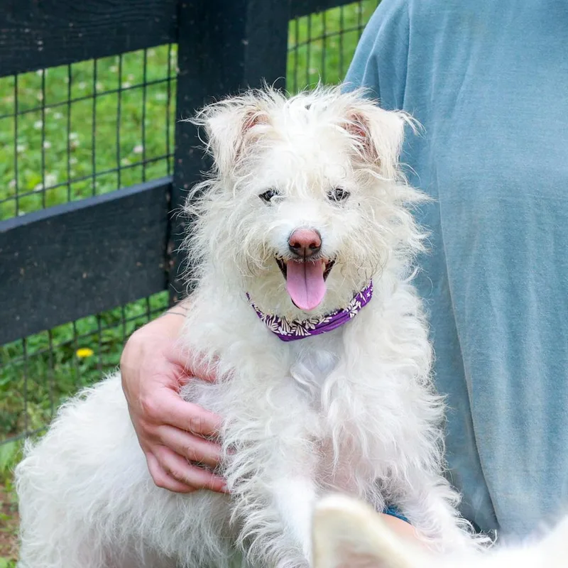 An adult small-sized female White / Cream Mixed Breed dog named Candyavail  She Is for adoption in West Grove, PA