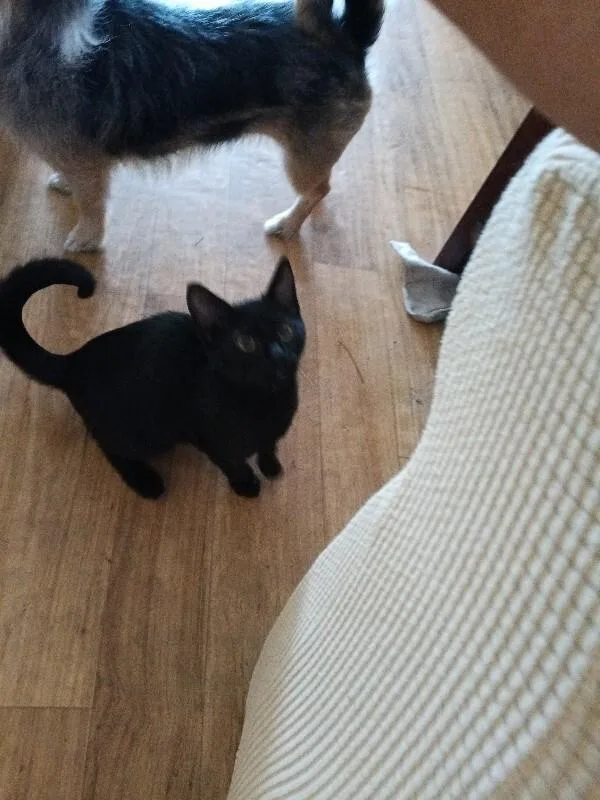 An adult medium-sized male Black Domestic Short Hair cat named Unknown for adoption in Burgaw, NC
