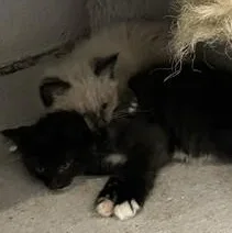 A baby medium-sized male Black & White / Tuxedo Domestic Short Hair cat named Sparky for adoption in Shingletown, CA