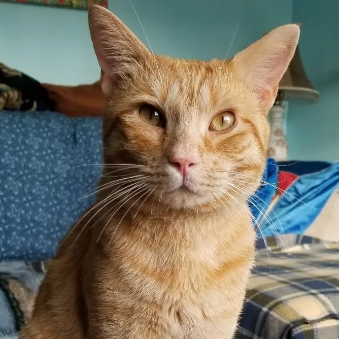 A young medium-sized male Tabby (Orange / Red) Domestic Short Hair cat named Simon for adoption in Mira Loma, CA