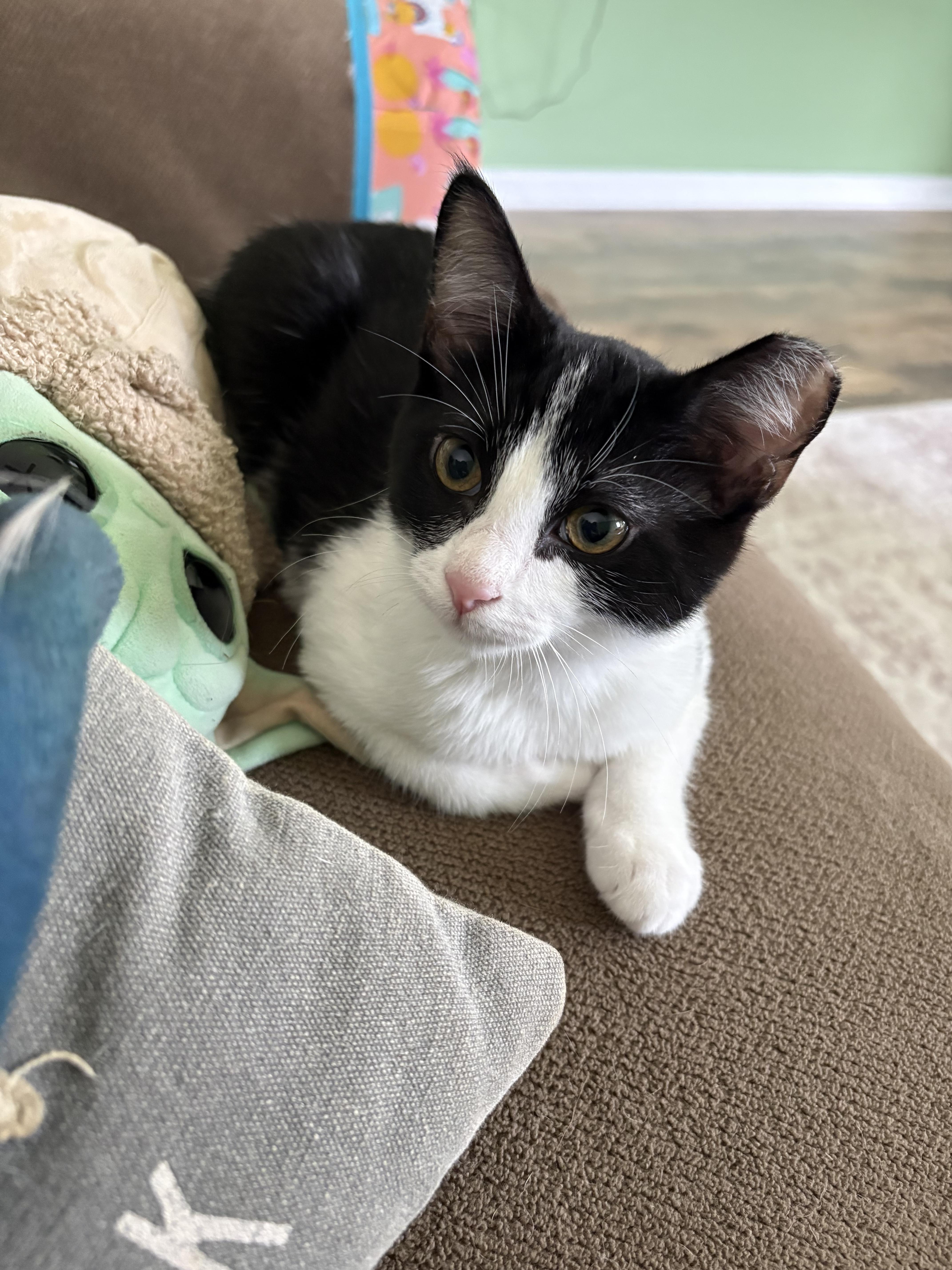 A baby small-sized male Domestic Short Hair cat named Rudder for adoption in Moncks Corner, SC