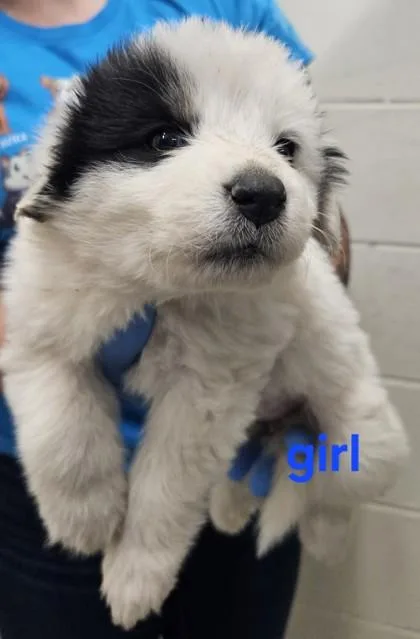 A baby small-sized female Great Pyrenees dog named Meringue for adoption in Edgewood, NM