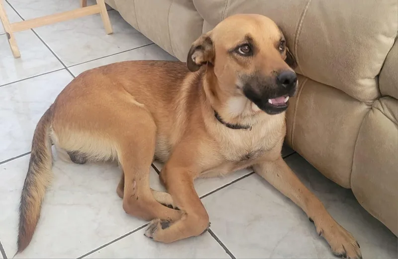 A young medium-sized male Labrador Retriever dog named Chespirito for adoption in New York, NY