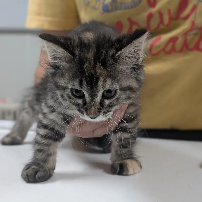 A baby small-sized female Domestic Long Hair cat named Luna for adoption in Canton, IL