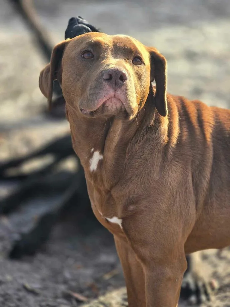 Fire Star thumbnail 2