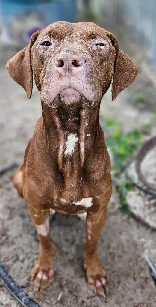 Fire Star thumbnail 4