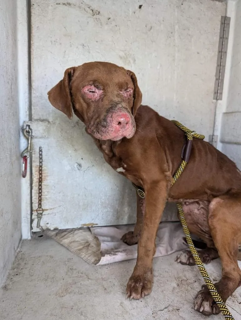 Fire Star thumbnail 5