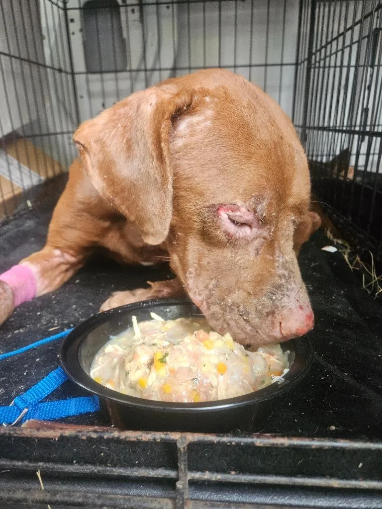 Fire Star thumbnail 6