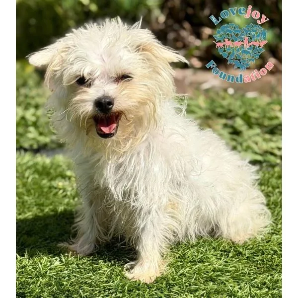 A senior small-sized male White / Cream Maltipoo dog named Nimbus for adoption in Inglewood, CA