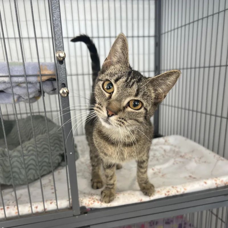 A baby small-sized female Tabby cat named Squash for adoption in Altoona, PA