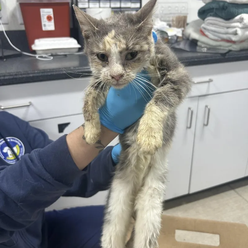 A baby small-sized female Domestic Short Hair cat named Capri Sun for adoption in Newark, NJ