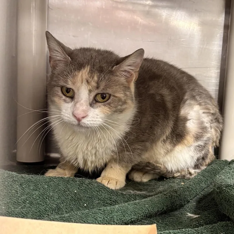 Capri Sun thumbnail 2