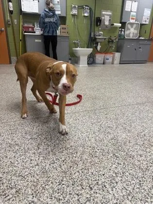 A baby medium-sized male Mixed Breed dog named Kray for adoption in Fairfax, VA