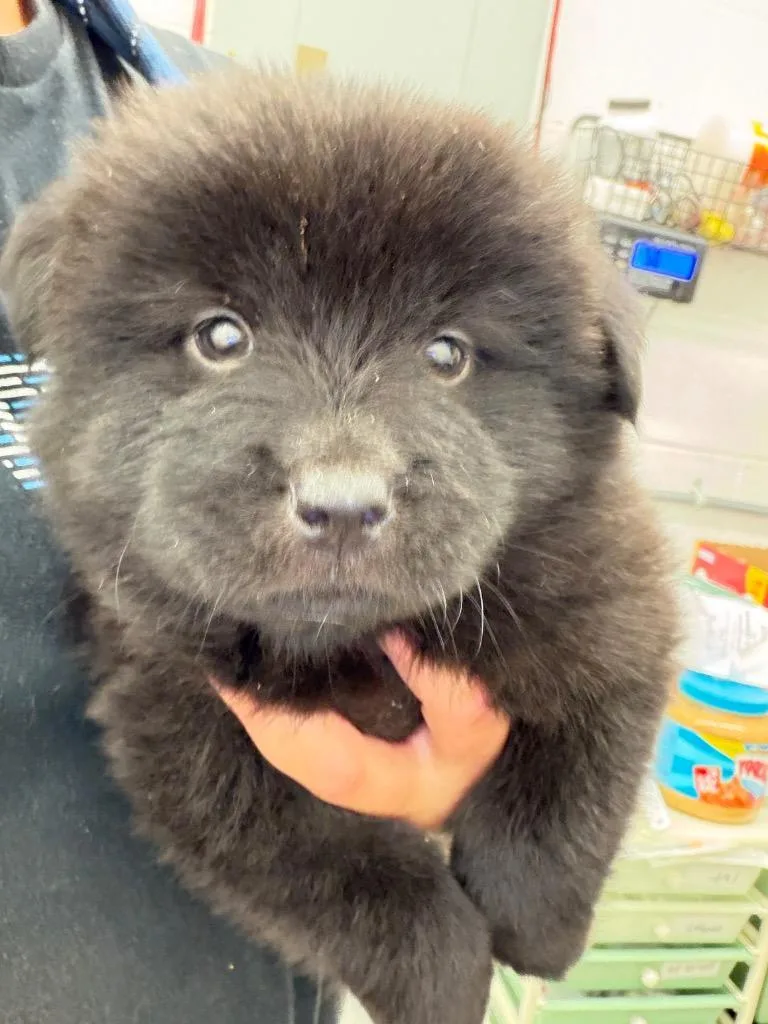 A baby large-sized male Chow Chow dog named Fluffin' for adoption in Chickamauga , GA