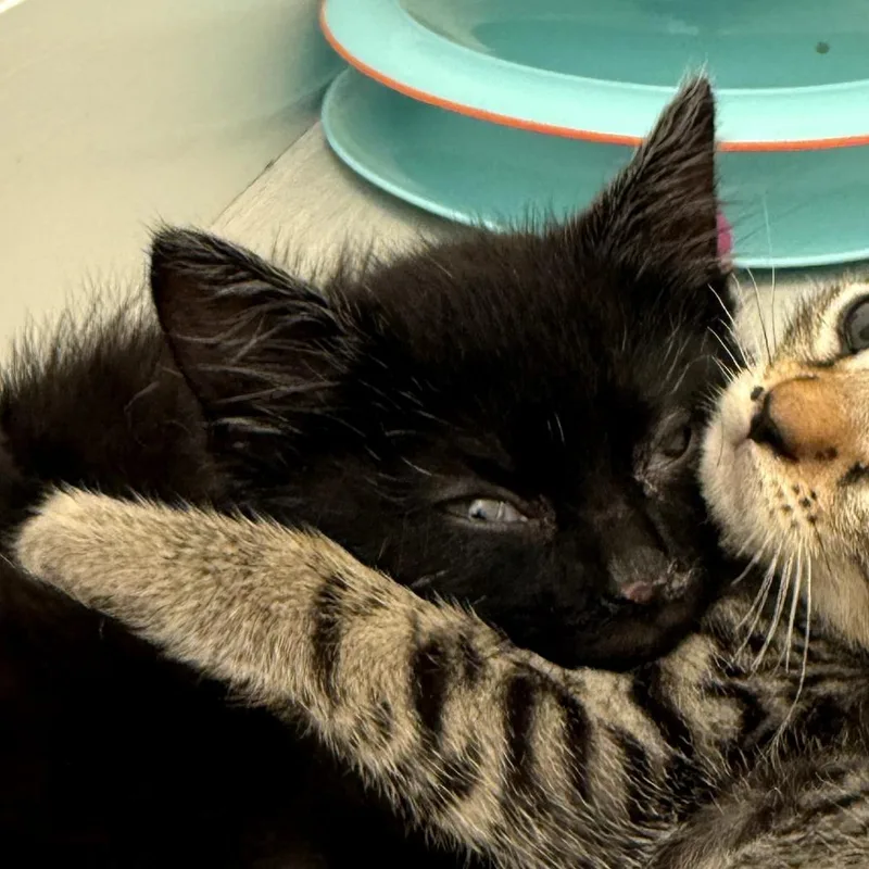 A baby small-sized male Black Domestic Short Hair cat named Dr Dre for adoption in Long Beach, CA