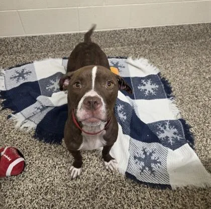 An adult large-sized female Pit Bull Terrier dog named Luna for adoption in Westland, MI