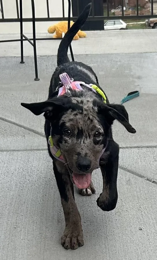 A young medium-sized female Australian Shepherd dog named Angel for adoption in Denver, CO