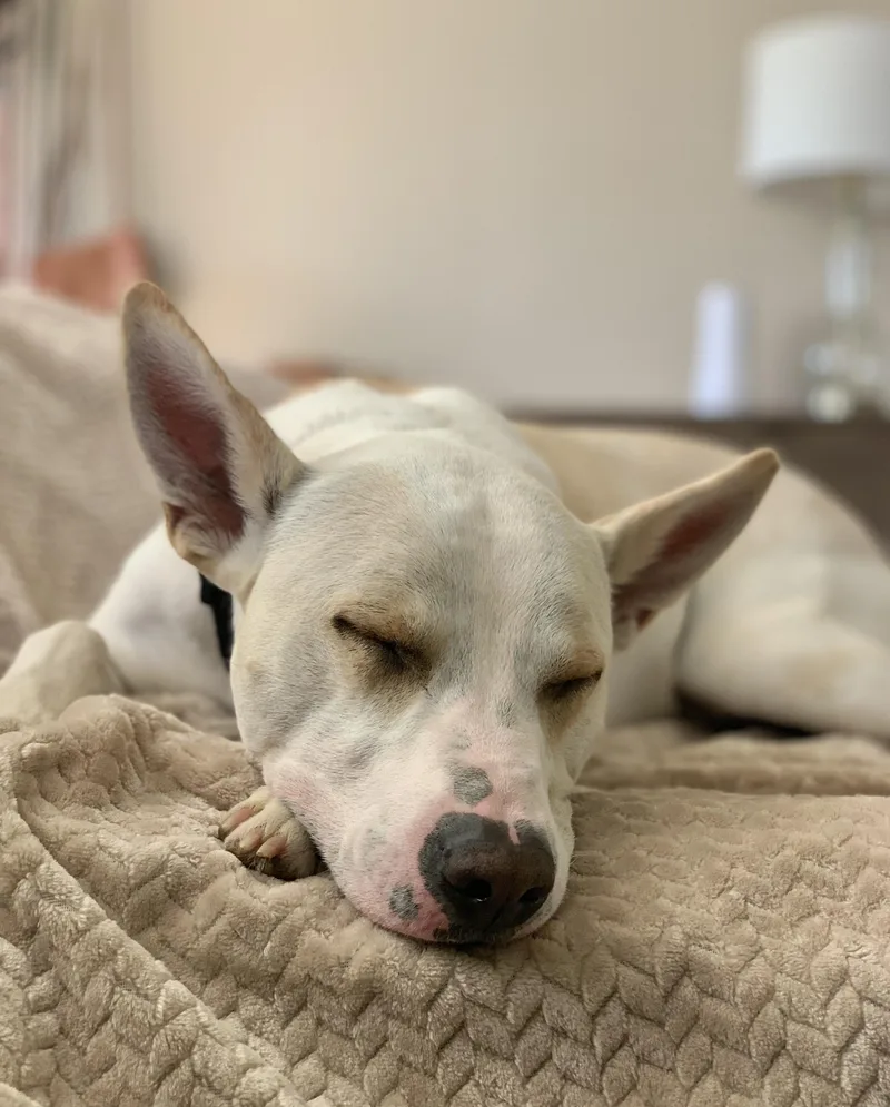 An adult medium-sized male Australian Cattle Dog / Blue Heeler dog named Calvin for adoption in Gig Harbor, WA