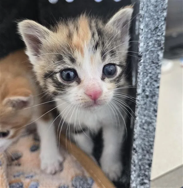 A baby medium-sized female Domestic Short Hair cat named Mungbean for adoption in Dallas, TX