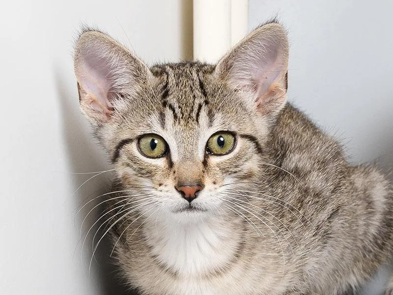 A baby small-sized male Domestic Short Hair cat named Ruby for adoption in Longmont, CO