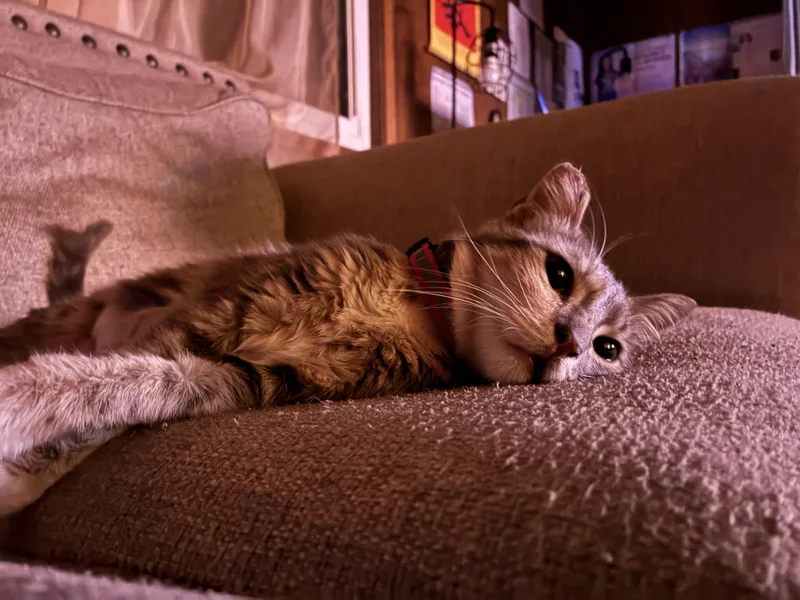 A young small-sized female Dilute Tortoiseshell Domestic Medium Hair cat named Concha for adoption in San Diego, CA