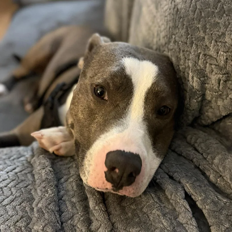 Cooper  The Gentle thumbnail 2