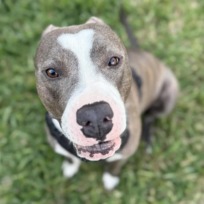 Cooper  The Gentle thumbnail 3