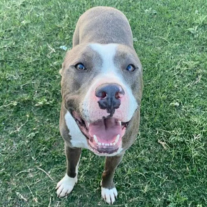 Cooper  The Gentle thumbnail 4