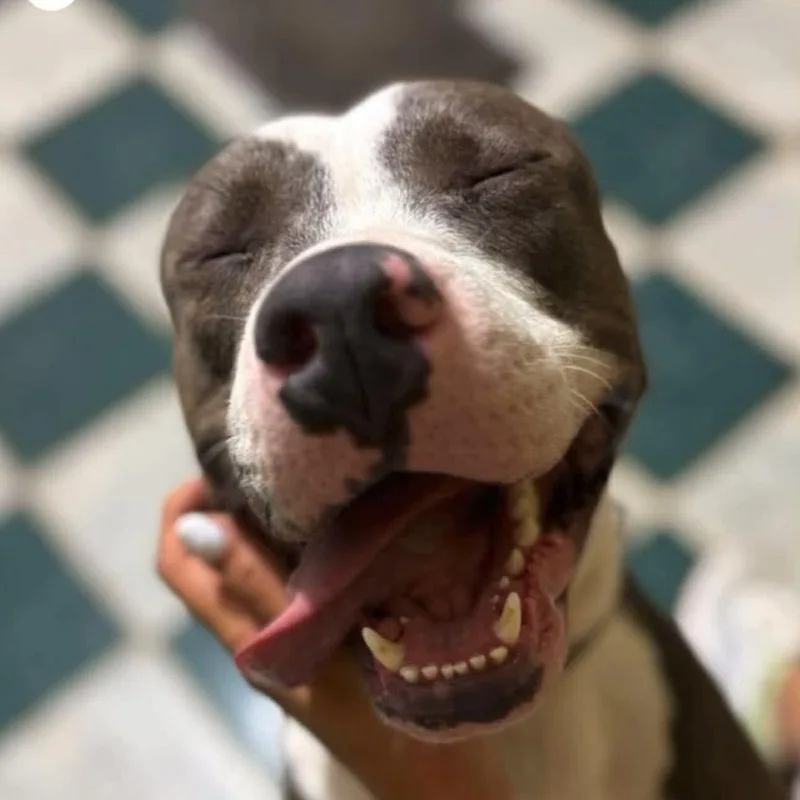 Cooper  The Gentle thumbnail 5