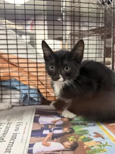 A baby small-sized female Domestic Short Hair cat named Tony for adoption in Van Nuys, CA