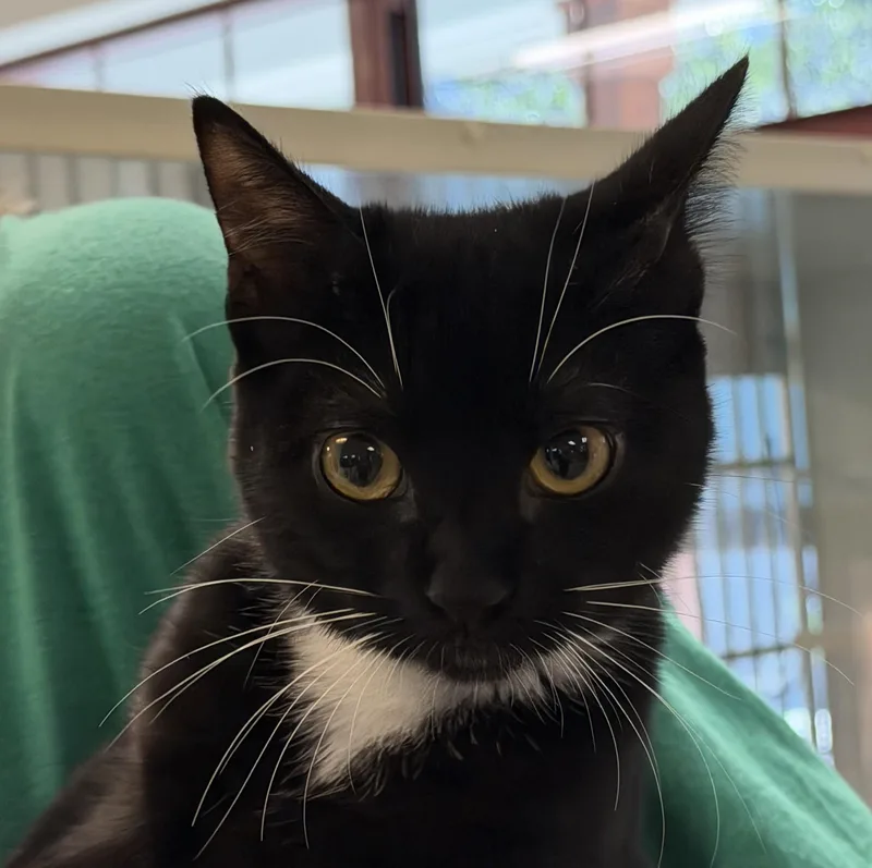 A baby medium-sized female Black & White / Tuxedo Domestic Short Hair cat named Ziggie for adoption in Slidell, LA