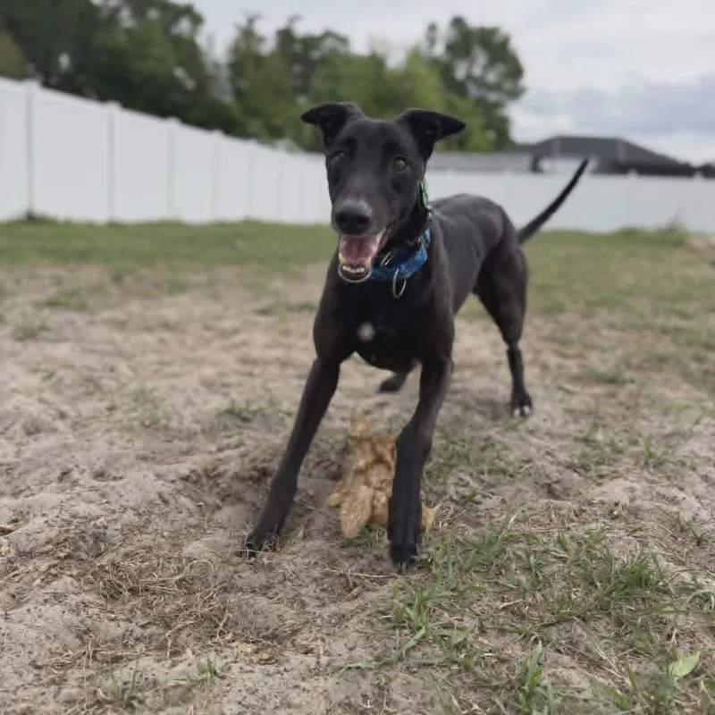 Rekia Rolo thumbnail 3